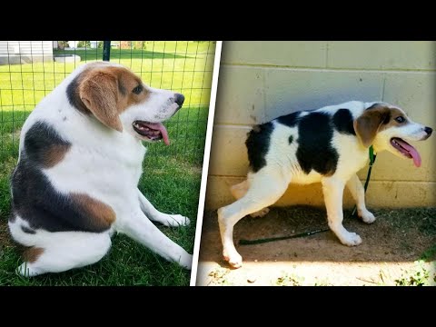 Dog With Short Spine Overcomes Disability