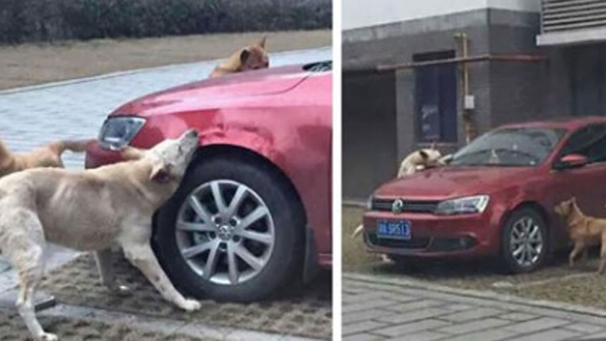 Motorista chuta cachorro e depois o cão volta com os amigos para destruir o carro