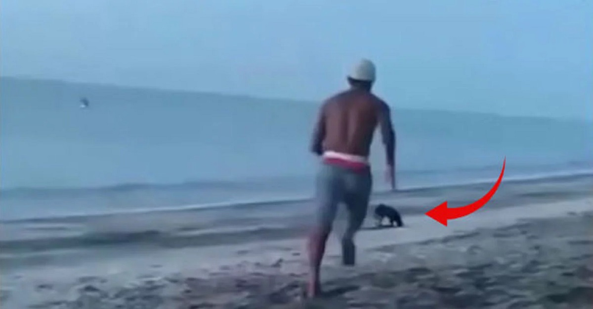 Homem tenta chutar cão, mas acaba caindo e depois sendo perseguido por outros cães