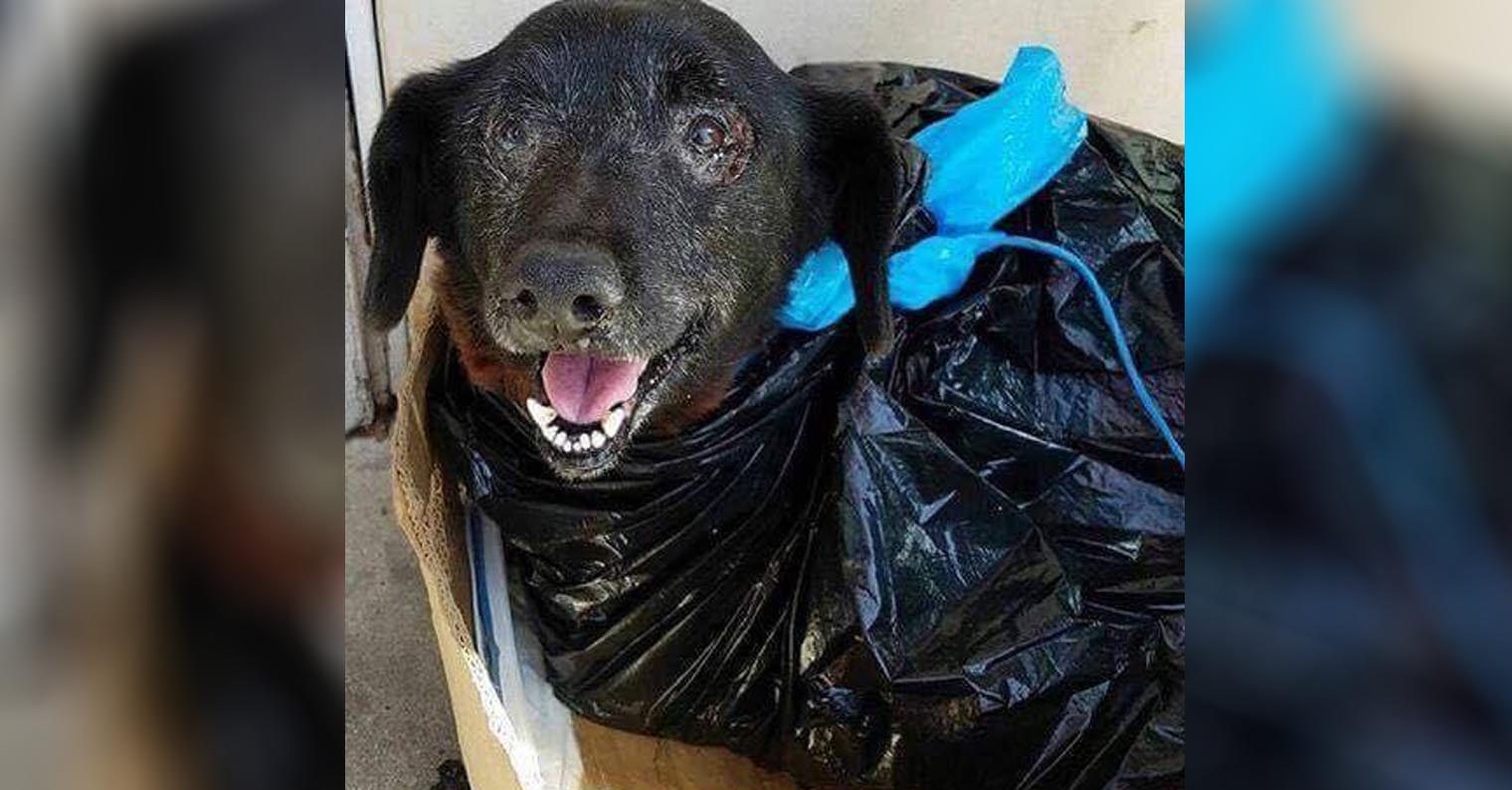 Cão amoroso foi deixado em um saco de lixo na porta de abrigo e tudo muda