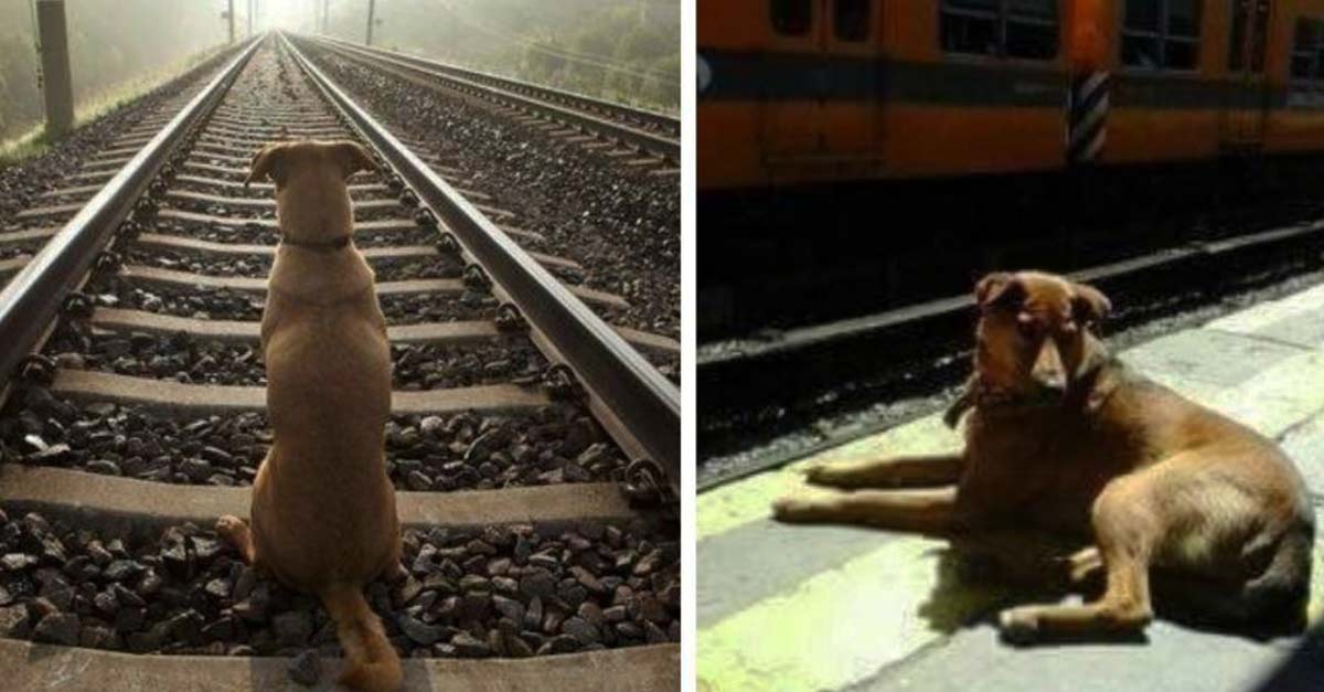 Cão espera 6 anos por seu falecido dono em uma estação de trem – agora ele faz parte das forças militares