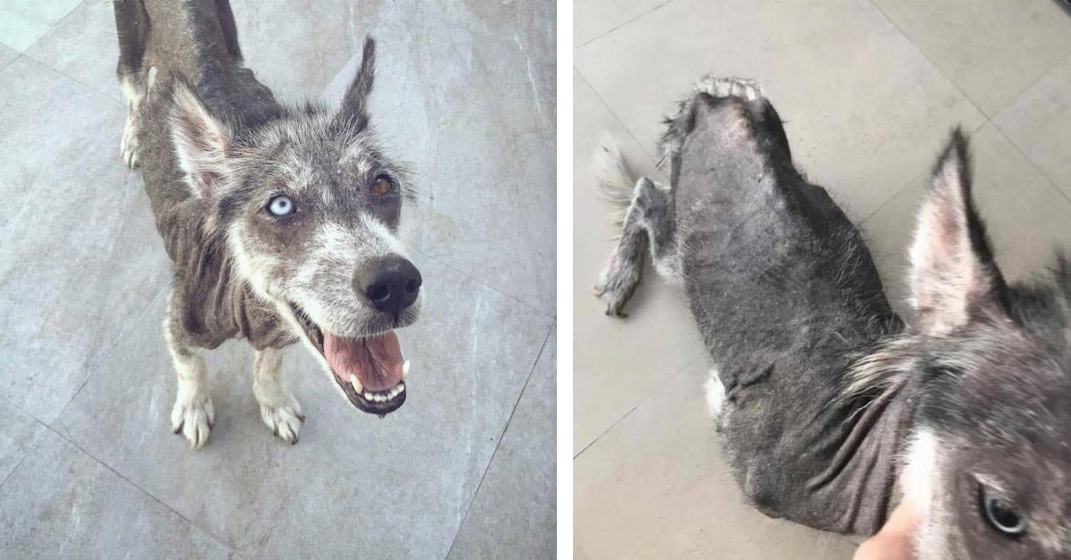 Husky faz uma recuperação incrível 8 meses após ser resgatada