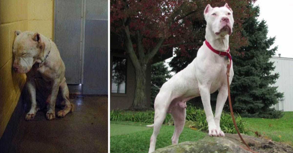 20 imagens de cães antes e depois de serem adotados para aquecer seu coração