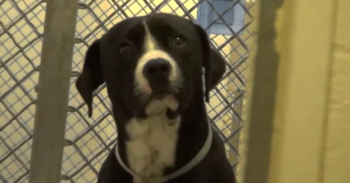 Cachorro no corredor da morte pula de alegria quando percebe que está sendo adotado