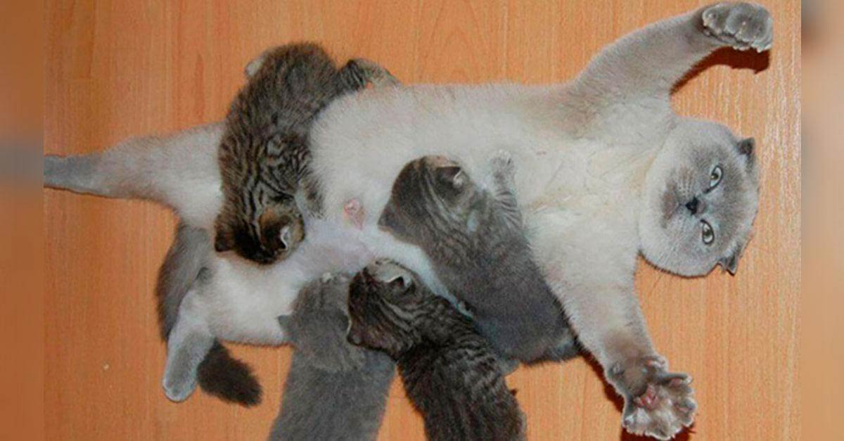 10 imagens de animais que mostram o outro lado da maternidade