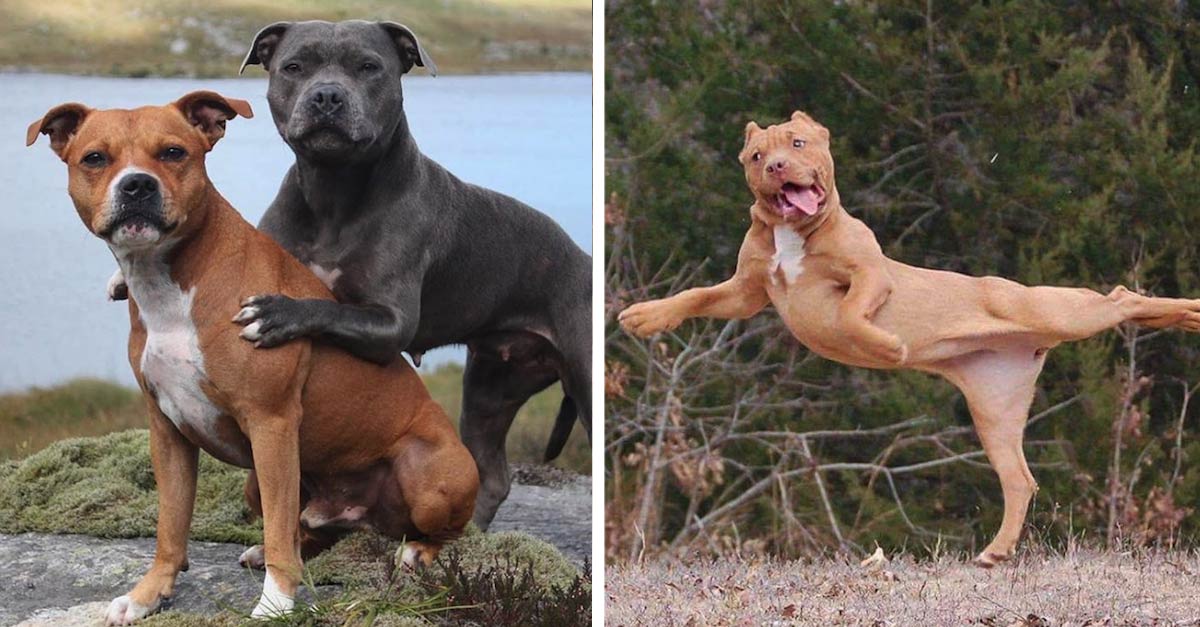 13 fotos que farão você pensar de forma diferente sobre os cães de raça Pit Bull