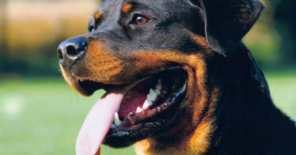Rottweiler salva a vida de um recém-nascido abandonado
