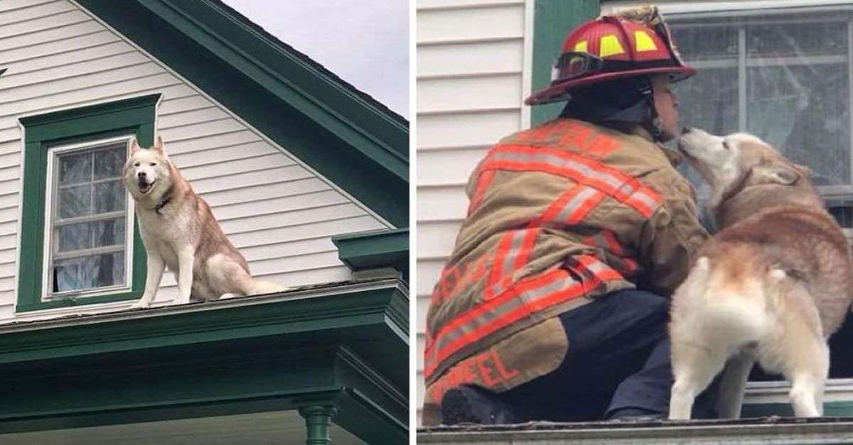 Cachorro “beija” o bombeiro que o resgatou do telhado