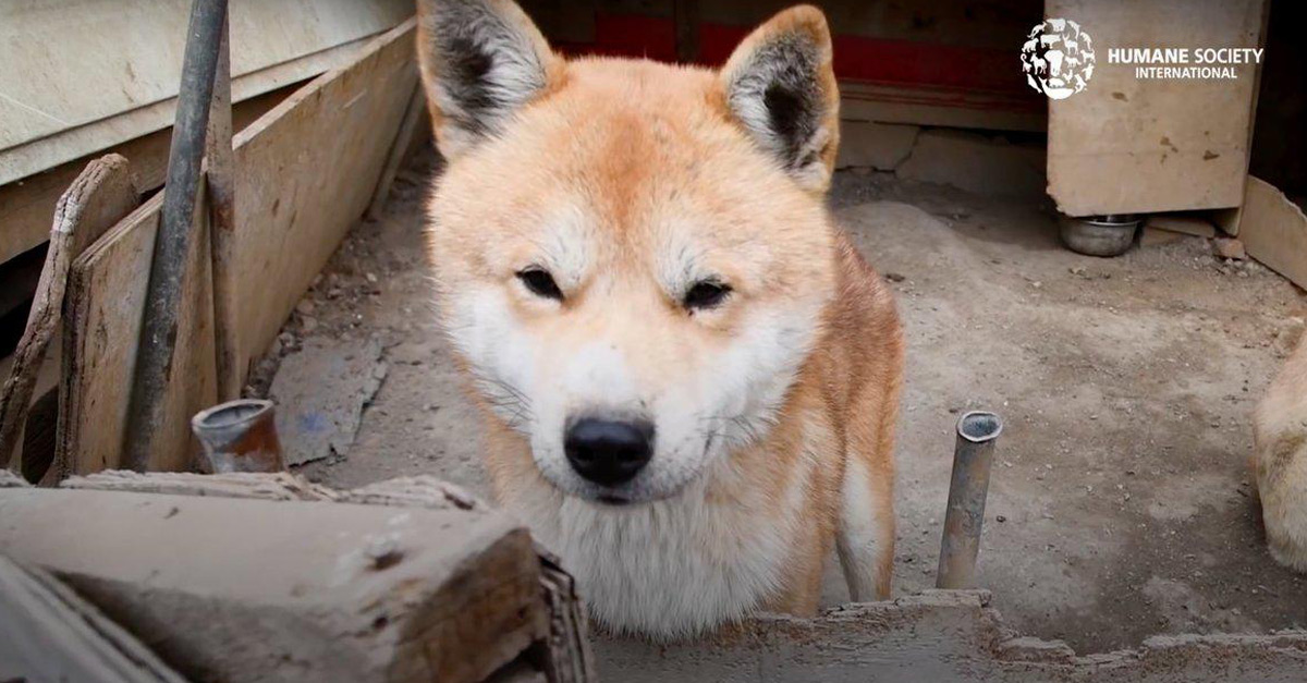 Cachorro cego é resgatado de um mercado de carne e recebe amor pela primeira vez