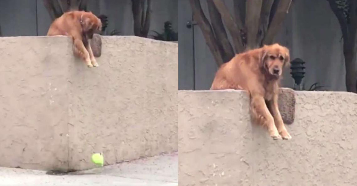 Cachorro deixa cair a bola todos os dias, para que alguém tenha que brincar com ele