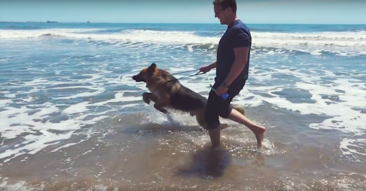 Cão acorrentado por 5 anos vê o oceano pela primeira vez e uiva de alegria