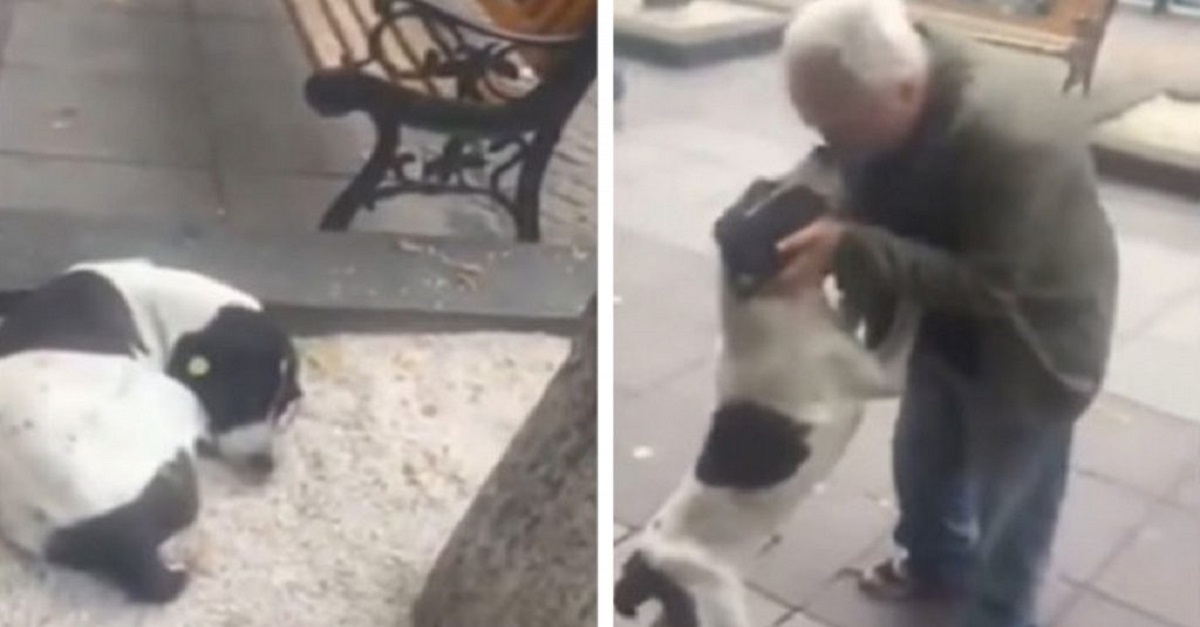 Cãozinho chora ao reencontrar dono após três anos perdido