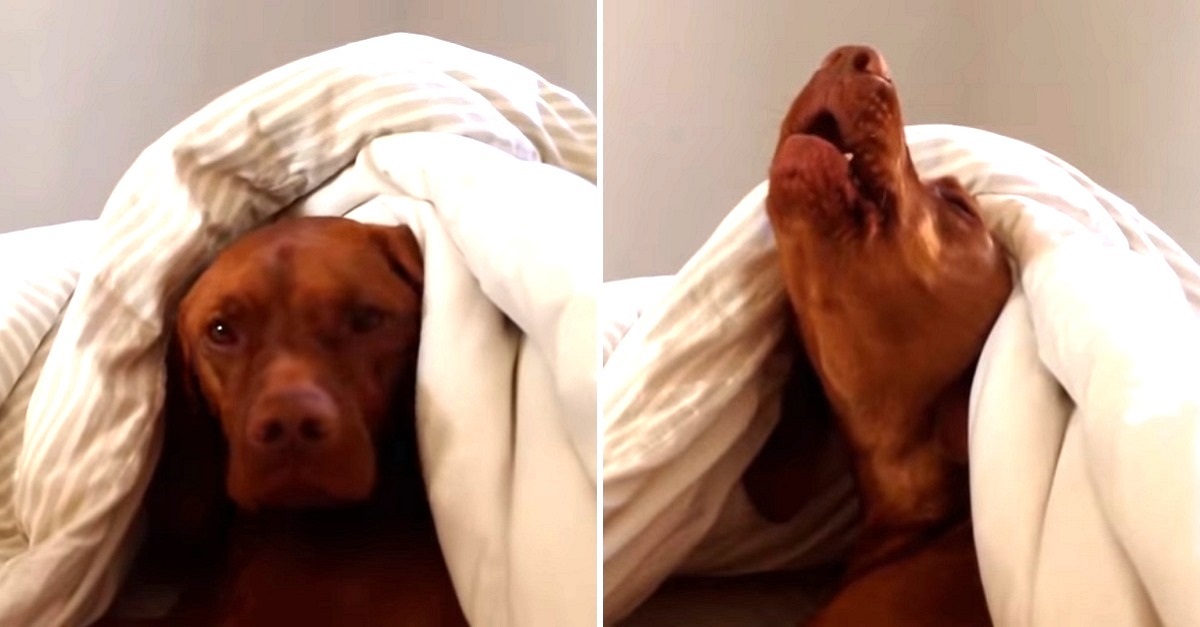 Cão preguiçoso odeia o alarme da manhã – sua desaprovação é pura comédia