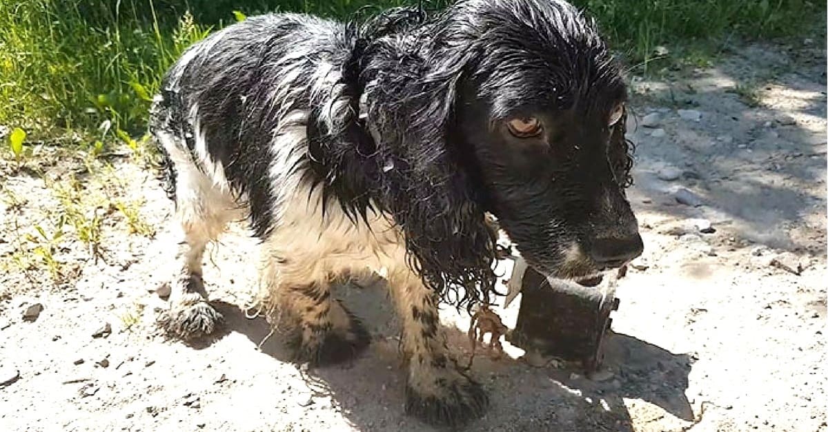 Cão sobrevive após homem colocar âncora com quase 6 kg no seu pescoço e jogá-lo em rio