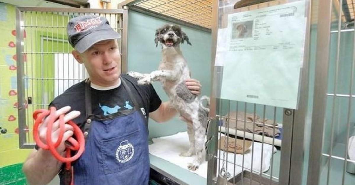 Homem muda o visual de cães de abrigo para ajudá-los a serem adotados