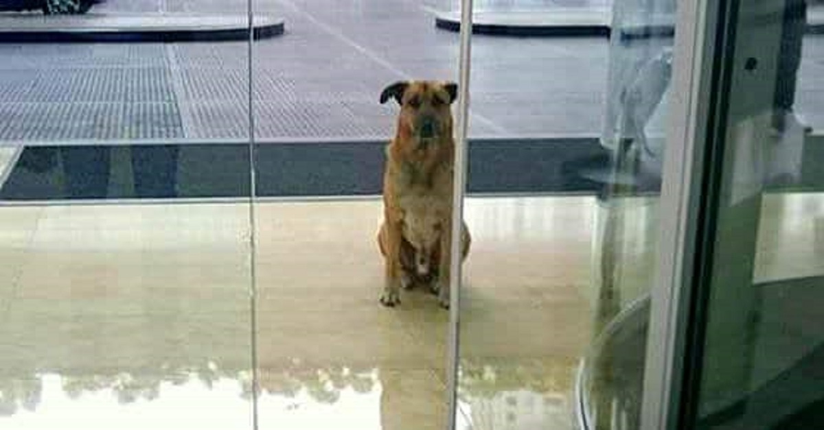 Aeromoça adotou um cachorro que sempre estava esperando por ela na porta do hotel