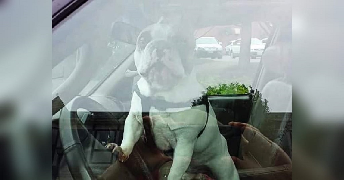 Cão é esquecido dentro do carro e buzina sem parar