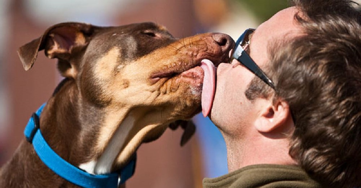 8 razões para permitir que teu cão te beije