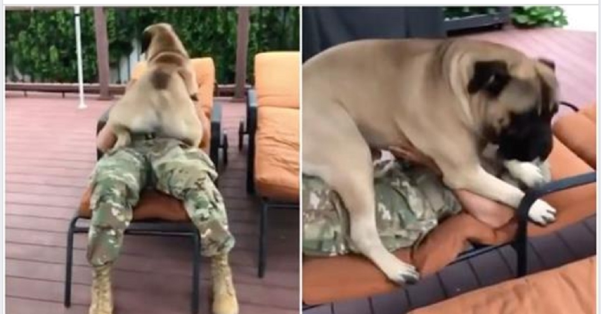 Depois de meses, o incrível momento quando um cão vê seu irmão humano que estava no Exército