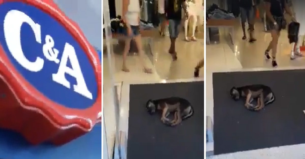 Uma loja de Caxias permite que um cão se refresque no ar condicionado