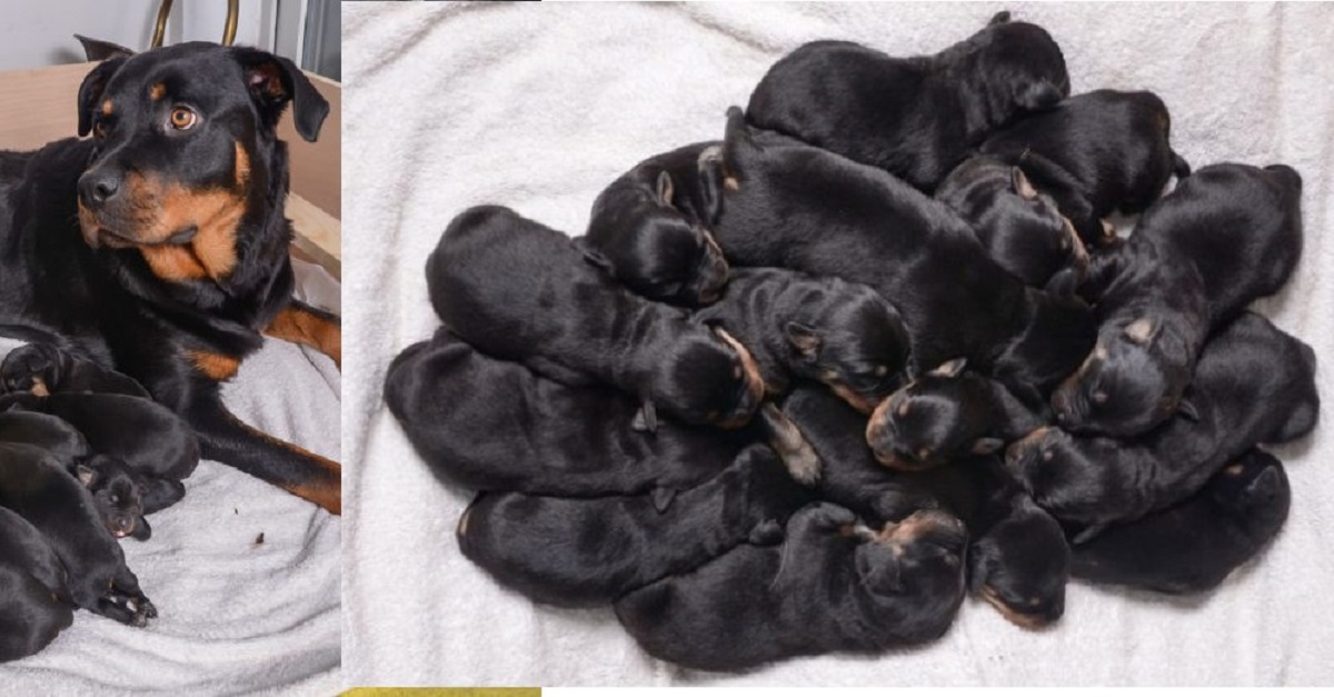 Rottweiler dá à luz no meio da noite e os bebês continuam chegando, até 15 nascidos