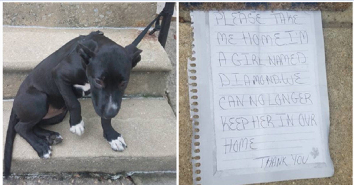 Cachorro é abandonado amarrado a um corrimão com pedaços de pizza e um bilhete