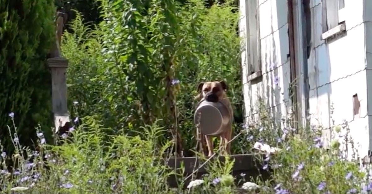 Cão em condições de rua carrega sua tigela de comida em todo o lugar que vai