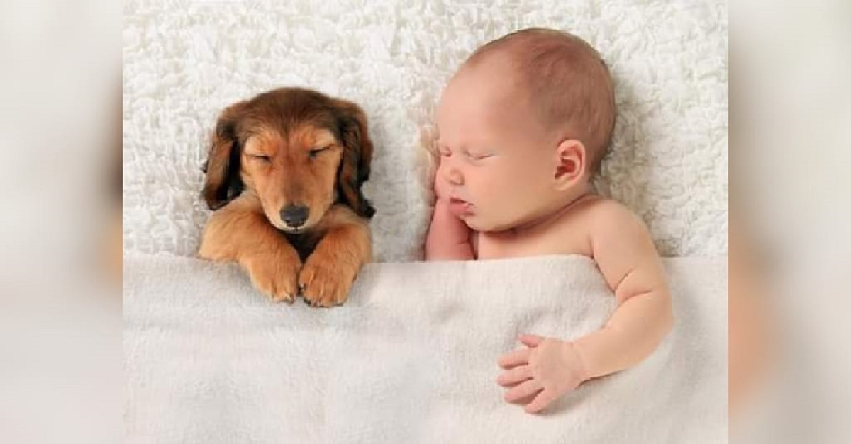 Estudo comprova: recém-nascidos que convivem com animais adoecem menos