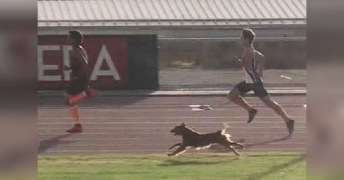 Cão invade corrida e chega em primeiro lugar