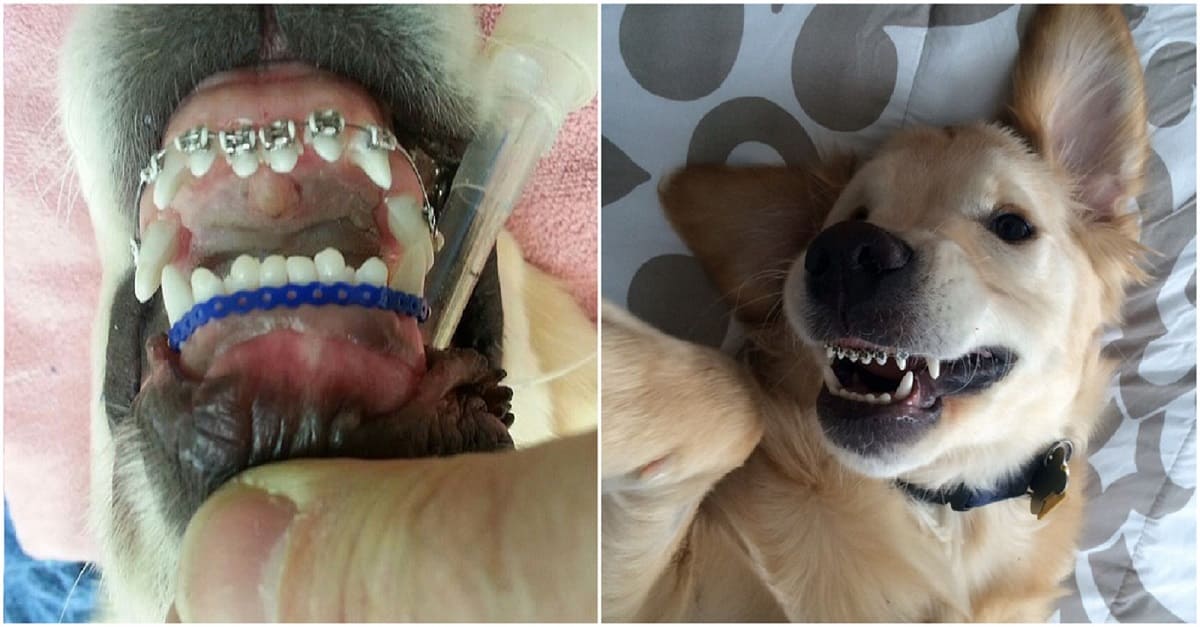 Cão que usa aparelho nos dentes vira sensação na Internet