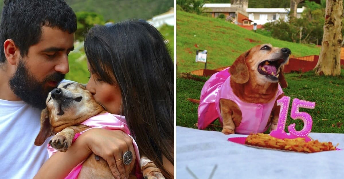 Cachorra guerreira que luta contra três tipos de câncer ganha festa de 15 anos