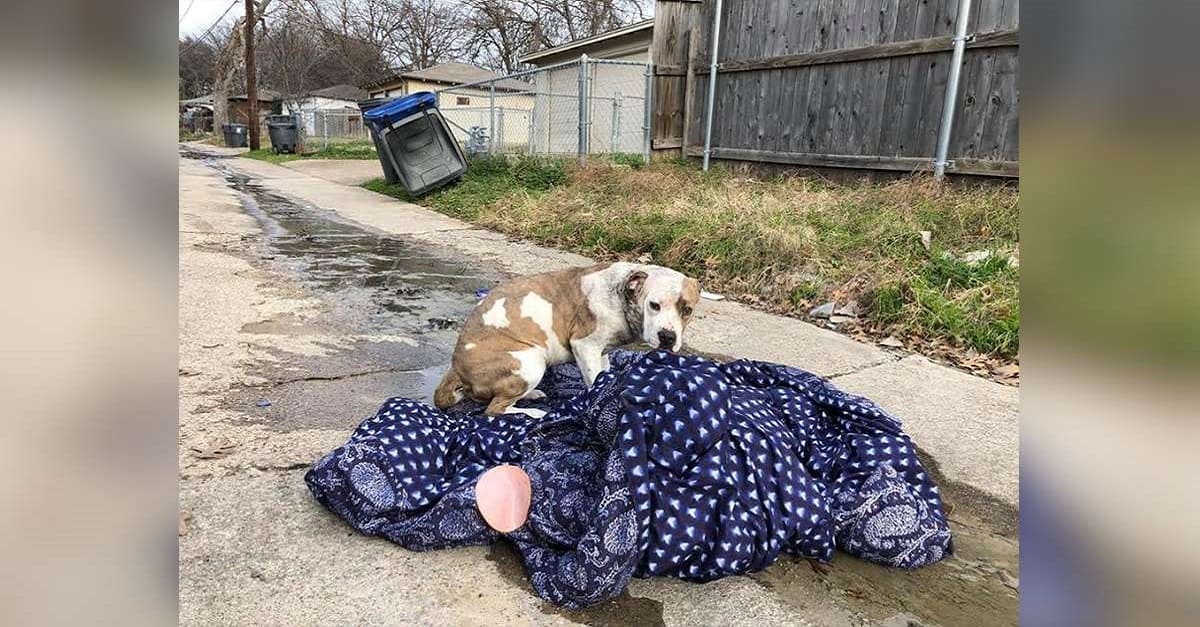 Cadela abandonada por família se recusa a deixar seu cobertor