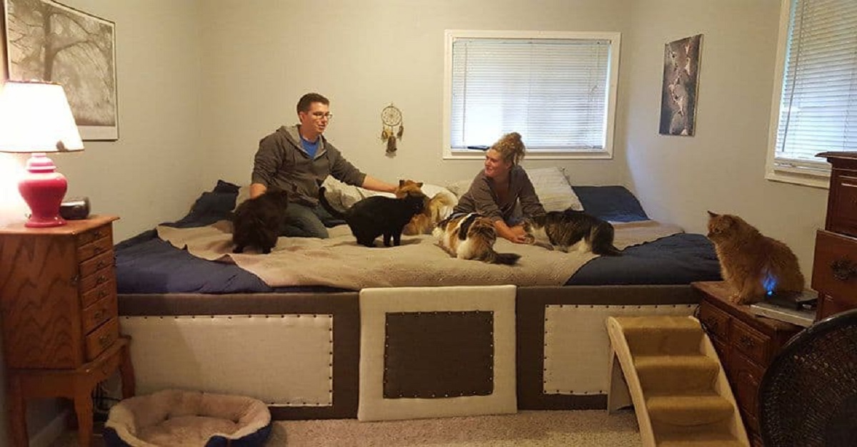 Casal constrói enorme cama com 7m² para dormir com seus 5 gatos e 2 cachorros