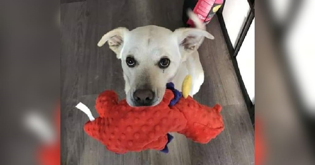 Cão traz brinquedo para todos que visitam sua casa