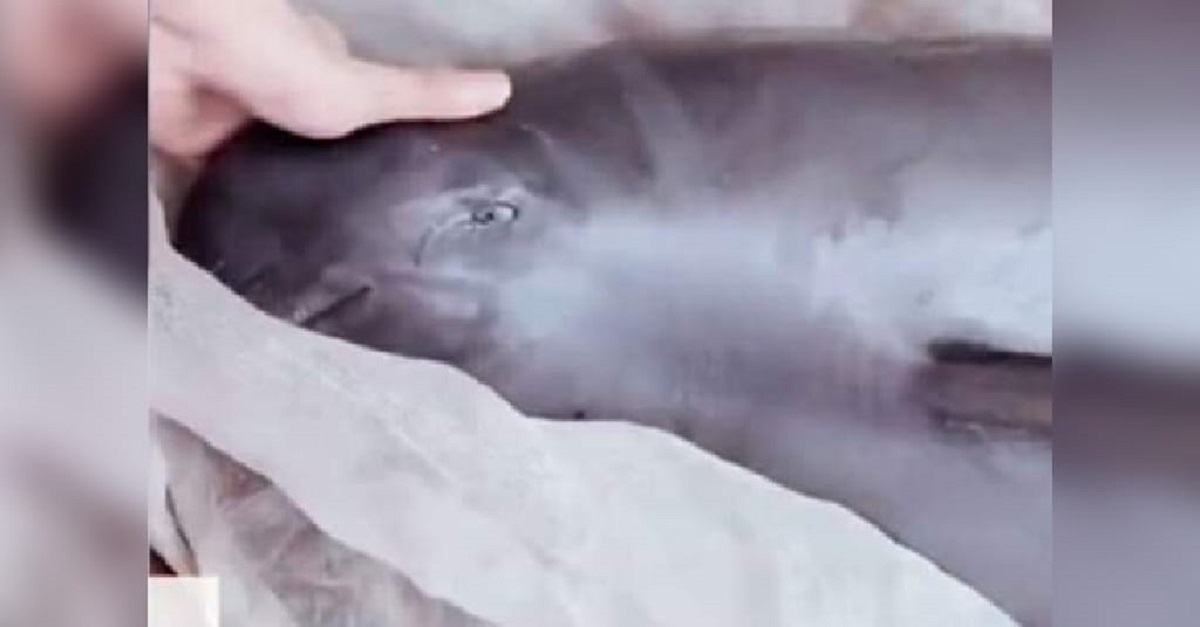 Golfinho Toninha chora ao ser capturado para ser vendido como comida