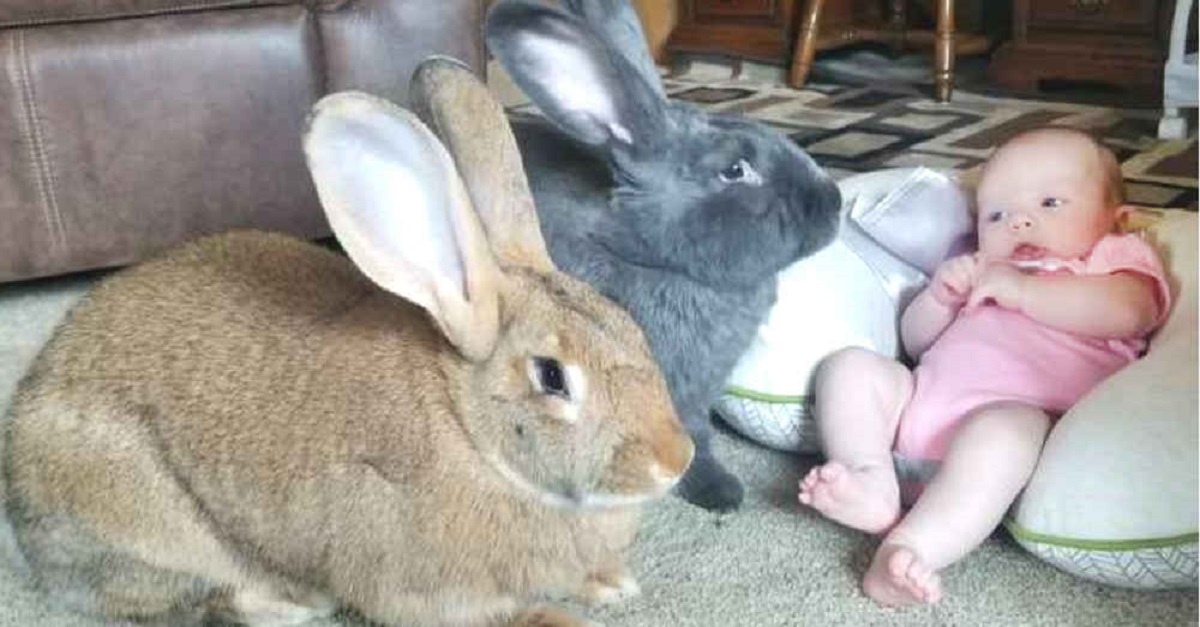 Casal de coelhos decide que eles são responsáveis ​​pela nova irmãzinha