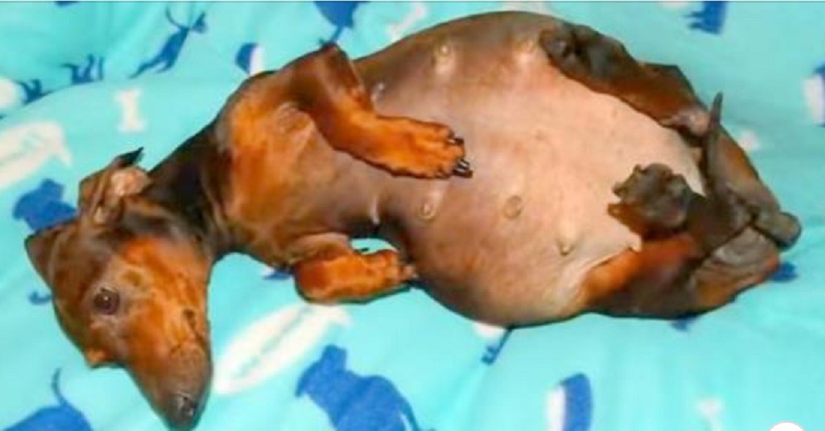 Cadela usada para reprodução é abandonada com paralisia e grávida