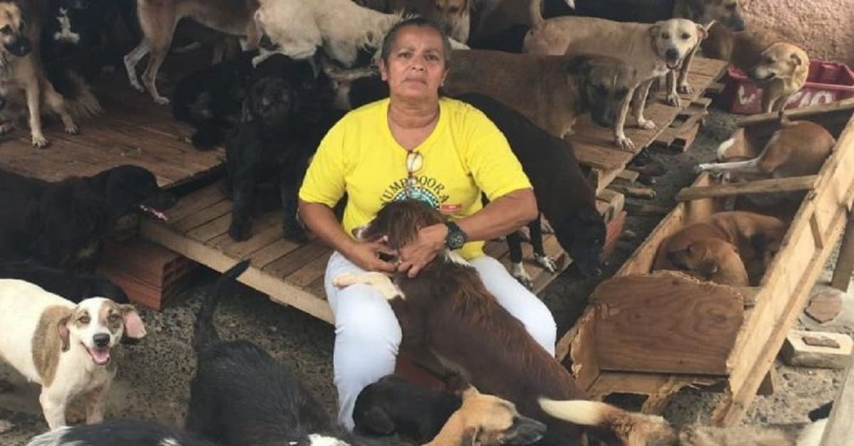 Mulher cuida em casa de mais de 300 cães e 48 gatos achados na rua