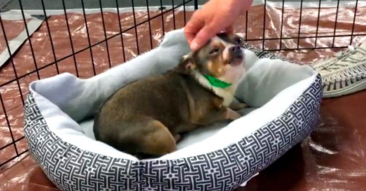Cão é resgatado de fábrica de filhotes e não consegue acreditar que tem sua própria cama