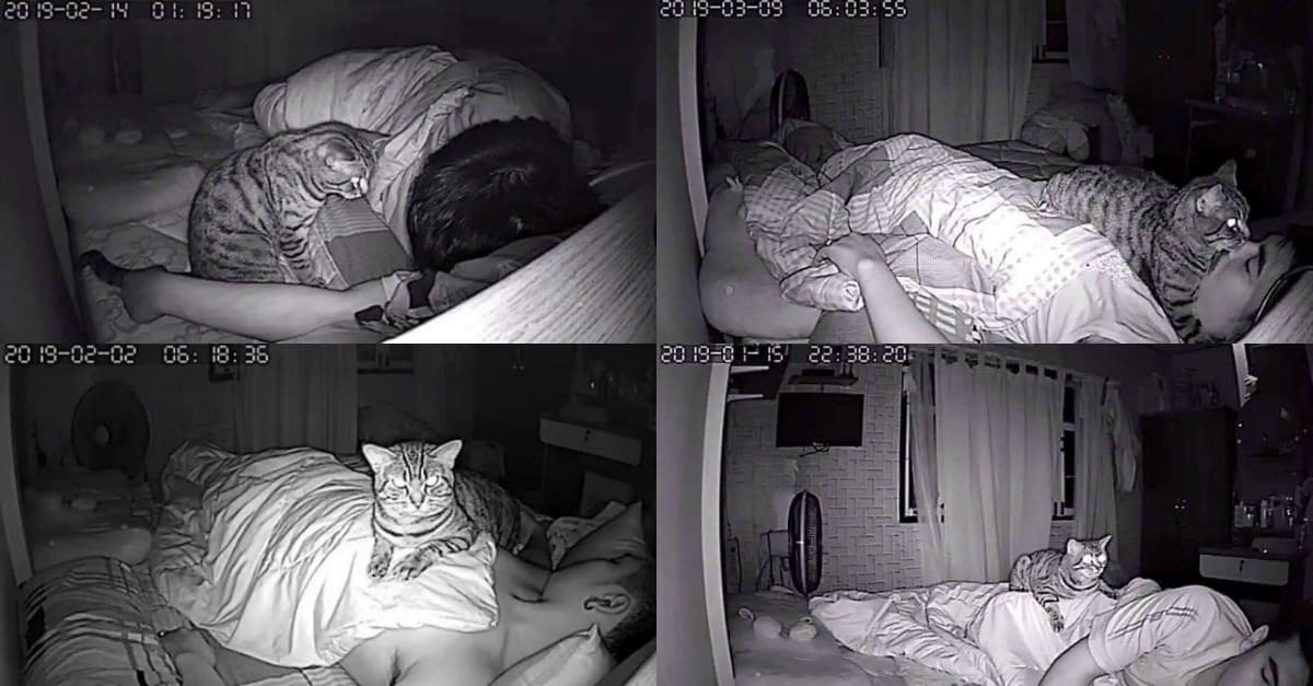 Homem coloca uma câmera para gravar o que seu gato faz durante a noite