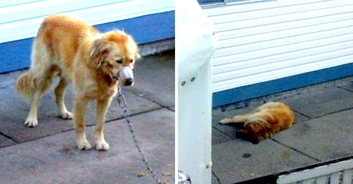 Vizinhos invadem quintal para resgatar cão que vivia sendo maltratado
