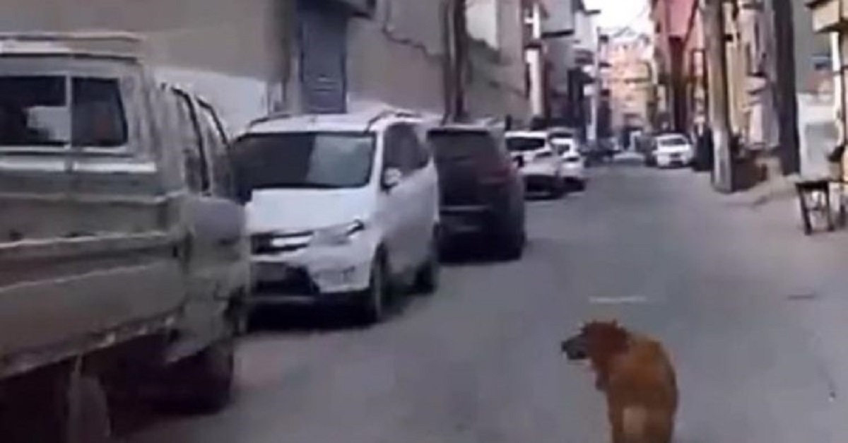 Cachorro guia ambulância para o lugar onde seu dono permanecia inconsciente