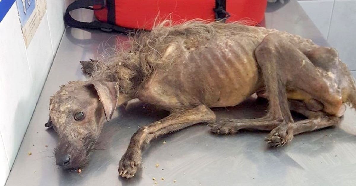 Mulher luta para salvar cão que foi despejado nas ruas e deixado para morrer