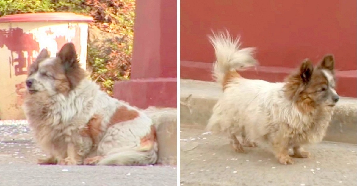 Cão abandonado há 10 anos ainda espera por seu dono na frente da casa onde foi deixado para trás