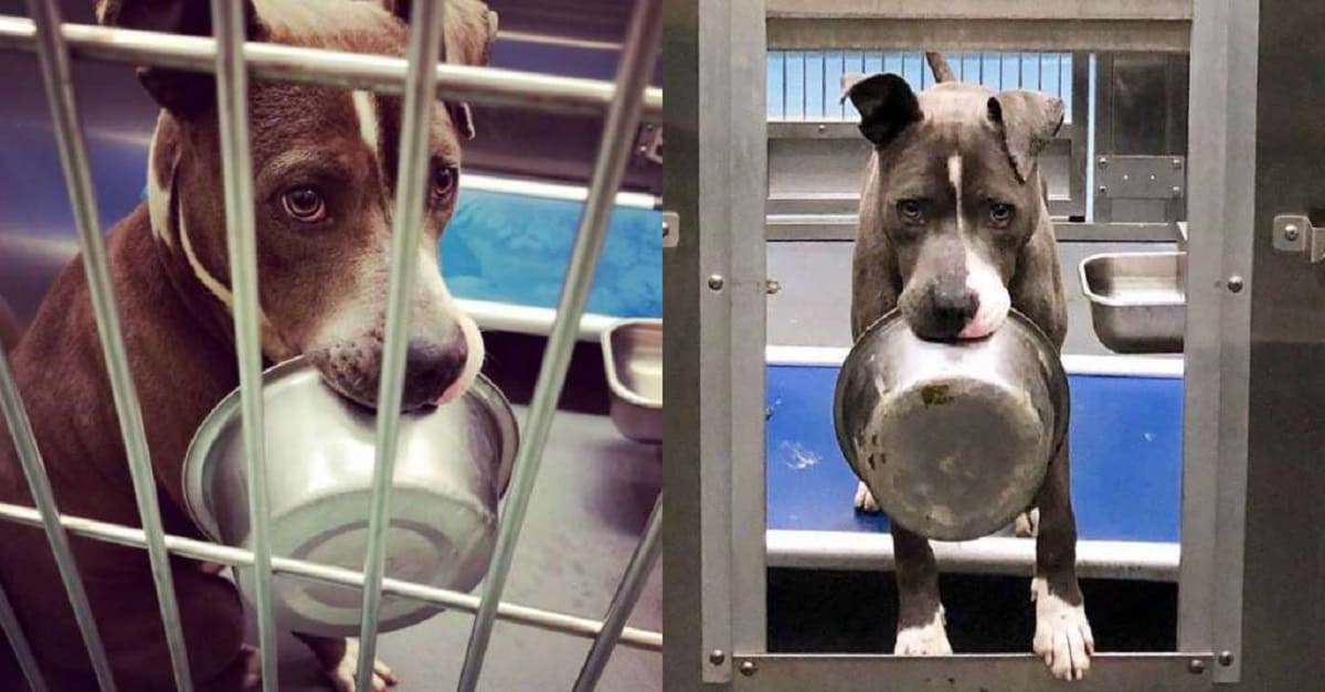 Cão se recusa a ser adotado sem sua tigela de comida