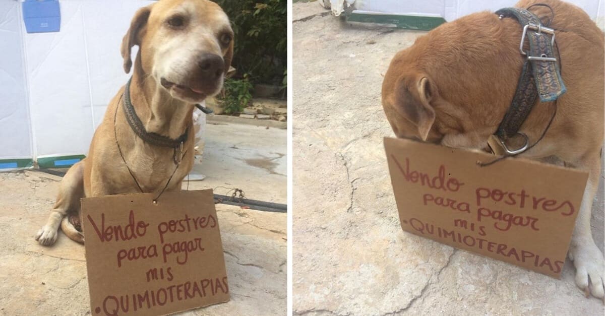 Cachorro com câncer paga quimioterapia vendendo bolos