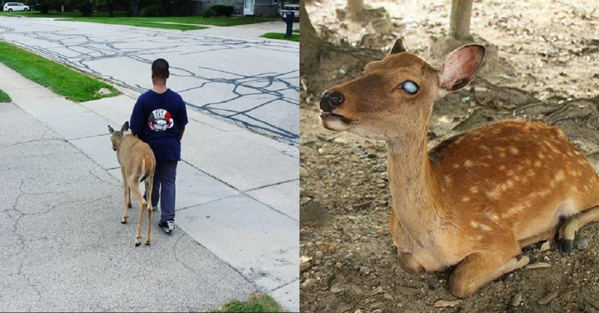 Menino ajuda um cervo cego a procurar comida todos os dias antes de ir para a escola