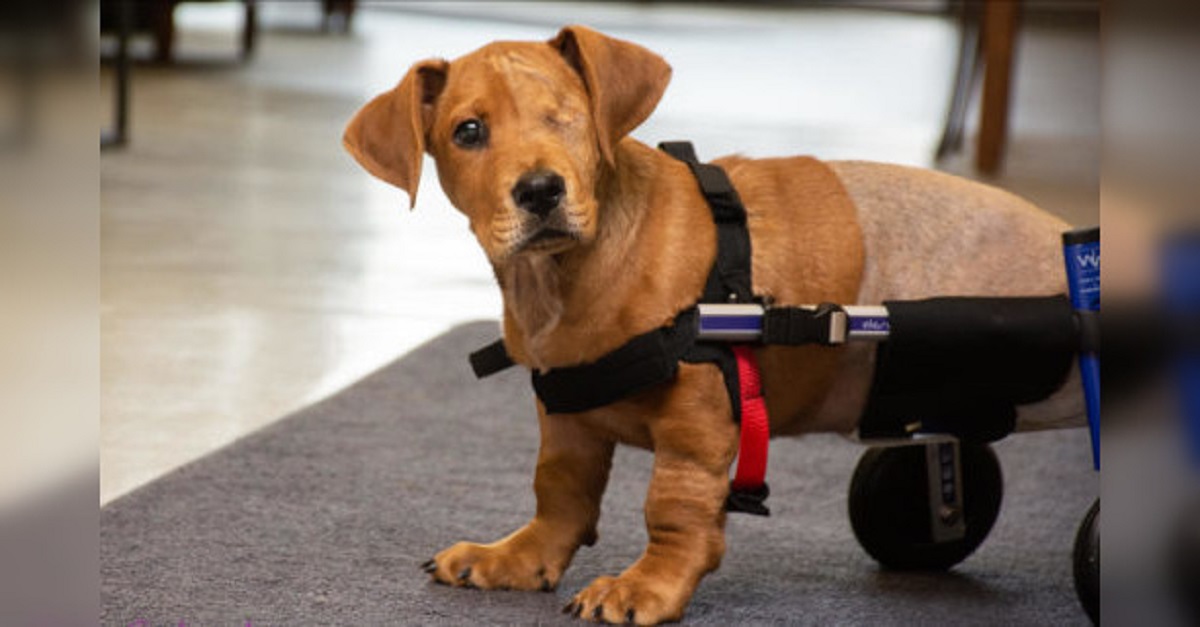 Depois de perder um olho e duas patas em acidente, cão abandonado ganha um novo lar
