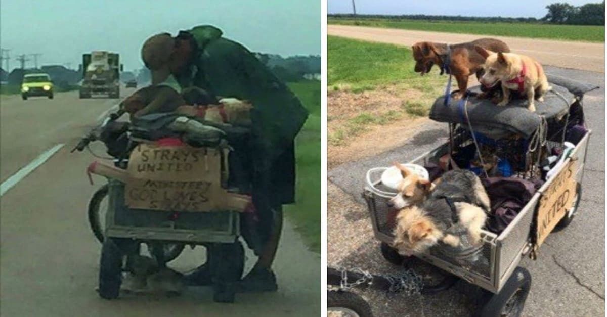 Homem desabrigado puxa 10 cães em um carrinho para todos os lugares – Ele gastou seu último centavo ajudando-os