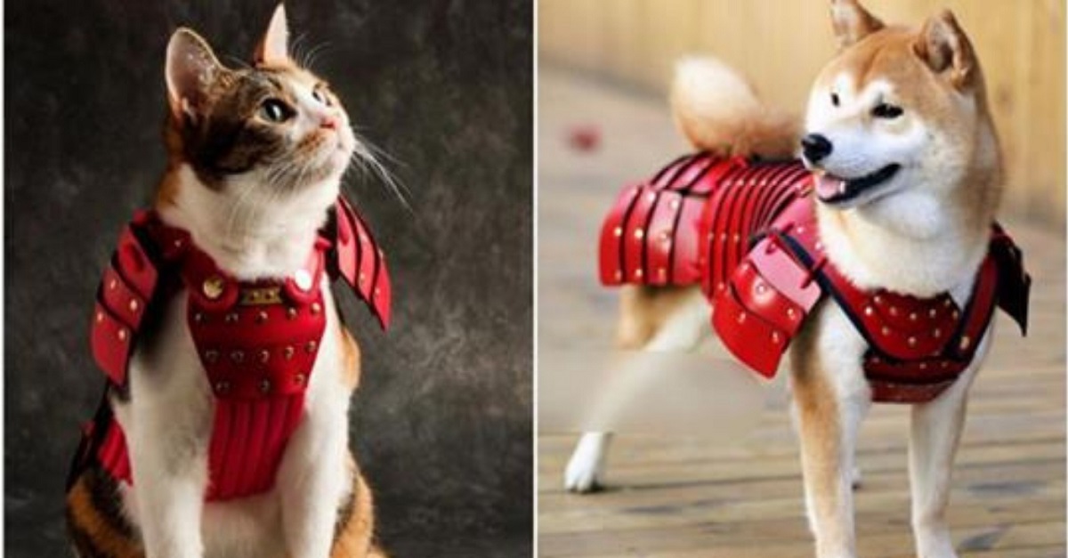 Marca japonesa lança linha de armaduras samurais para cães e gatos